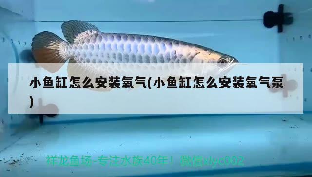 小魚缸怎么安裝氧氣(小魚缸怎么安裝氧氣泵) 飛鳳魚苗