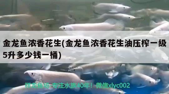 金龍魚濃香花生(金龍魚濃香花生油壓榨一級5升多少錢一桶)