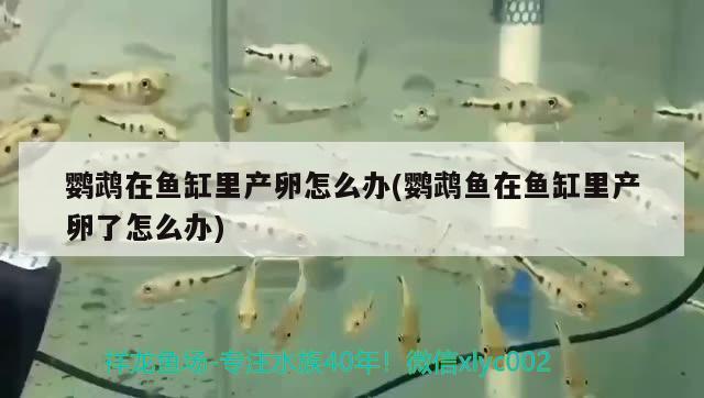 鸚鵡在魚缸里產(chǎn)卵怎么辦(鸚鵡魚在魚缸里產(chǎn)卵了怎么辦)