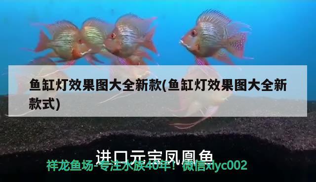 魚缸燈效果圖大全新款(魚缸燈效果圖大全新款式) 金老虎魚