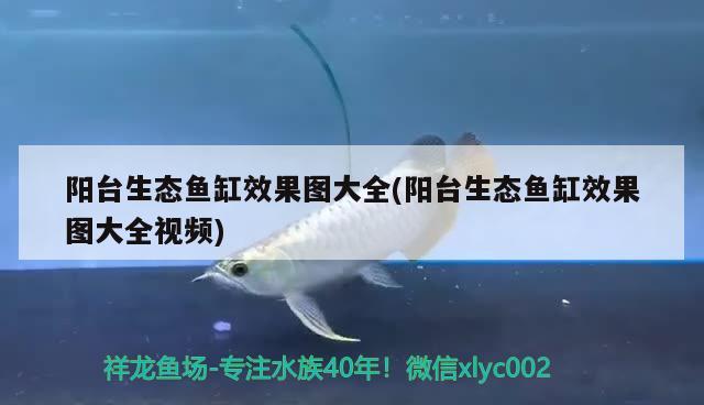 陽臺(tái)生態(tài)魚缸效果圖大全(陽臺(tái)生態(tài)魚缸效果圖大全視頻) 紅眼黃化幽靈火箭魚|皇家火箭魚