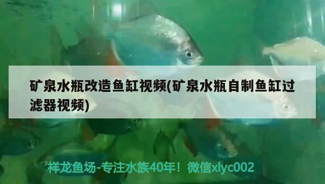 礦泉水瓶改造魚缸視頻(礦泉水瓶自制魚缸過濾器視頻) 白子銀龍魚苗