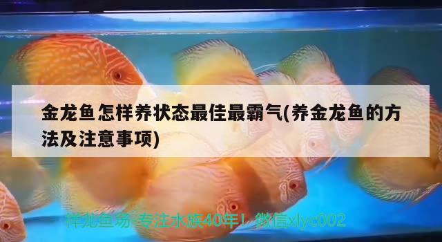 金龍魚怎樣養(yǎng)狀態(tài)最佳最霸氣(養(yǎng)金龍魚的方法及注意事項(xiàng)) 泰國虎魚（泰虎）