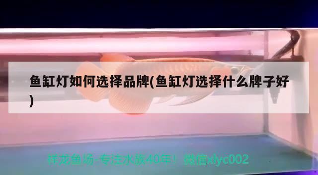 魚缸燈如何選擇品牌(魚缸燈選擇什么牌子好) 白子球鯊魚