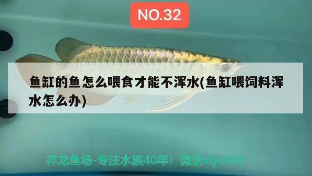 魚缸的魚怎么喂食才能不渾水(魚缸喂飼料渾水怎么辦) 鴨嘴鯊魚