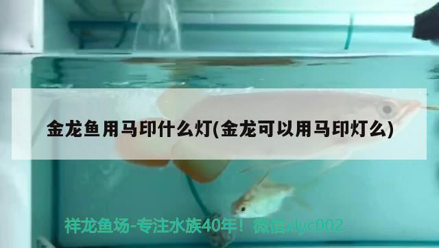 金龍魚用馬印什么燈(金龍可以用馬印燈么) 馬印水族