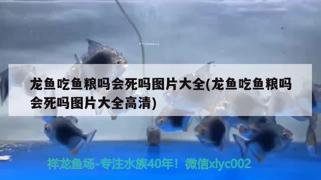 龍魚吃魚糧嗎會死嗎圖片大全(龍魚吃魚糧嗎會死嗎圖片大全高清)