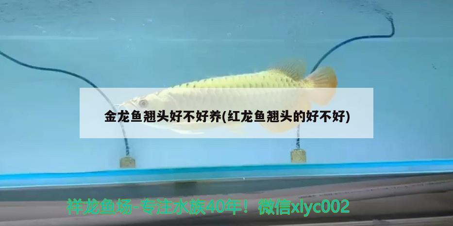 金龍魚翹頭好不好養(yǎng)(紅龍魚翹頭的好不好) 白子紅龍魚