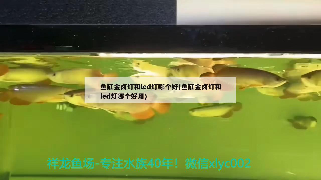 魚缸金鹵燈和led燈哪個(gè)好(魚缸金鹵燈和led燈哪個(gè)好用) 黃金達(dá)摩魚