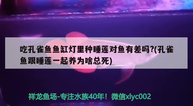 吃孔雀魚魚缸燈里種睡蓮對魚有差嗎?(孔雀魚跟睡蓮一起養(yǎng)為啥總死)