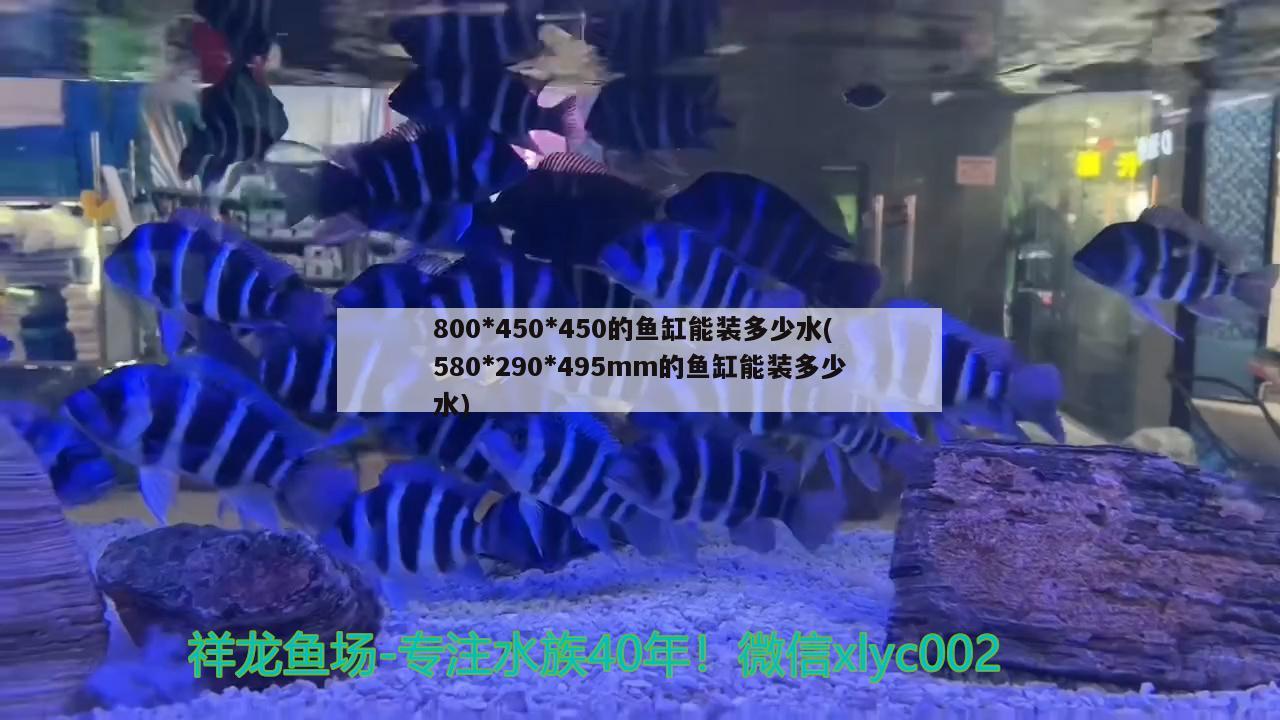 800450450的魚缸能裝多少水(580290495mm的魚缸能裝多少水)