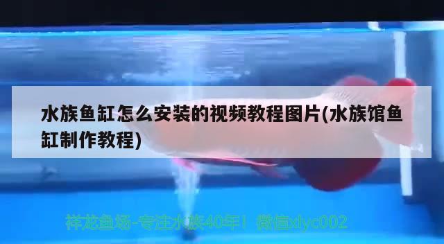 水族魚(yú)缸怎么安裝的視頻教程圖片(水族館魚(yú)缸制作教程) 月光鴨嘴魚(yú)苗