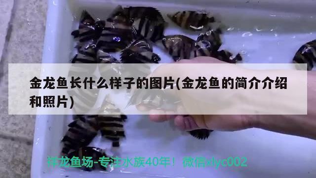 金龍魚長什么樣子的圖片(金龍魚的簡介介紹和照片) 祥龍水族濾材/器材