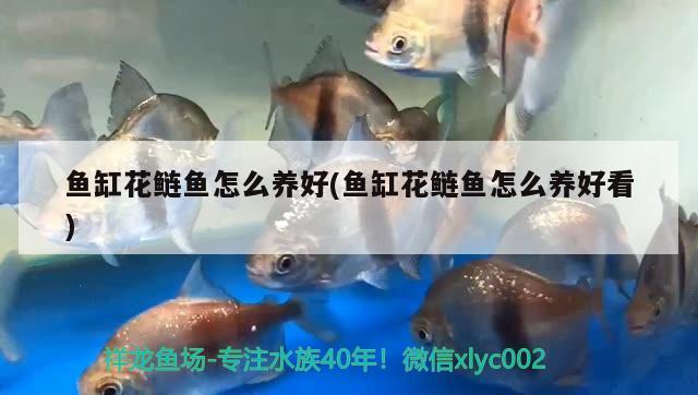 魚缸花鰱魚怎么養(yǎng)好(魚缸花鰱魚怎么養(yǎng)好看) 巴西亞魚苗 第2張