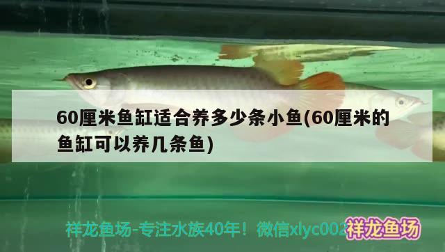 60厘米魚缸適合養(yǎng)多少條小魚(60厘米的魚缸可以養(yǎng)幾條魚) 南美異型魚