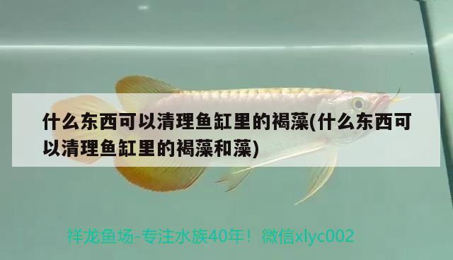 什么東西可以清理魚缸里的褐藻(什么東西可以清理魚缸里的褐藻和藻)