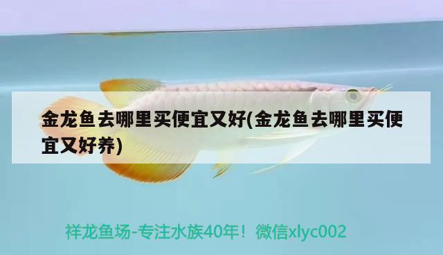 金龍魚去哪里買便宜又好(金龍魚去哪里買便宜又好養(yǎng))