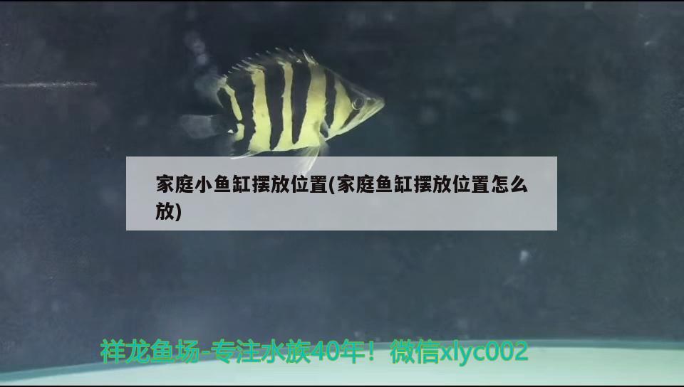 家庭小魚缸擺放位置(家庭魚缸擺放位置怎么放) 水族用品