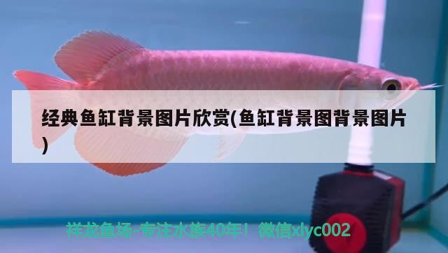 經(jīng)典魚缸背景圖片欣賞(魚缸背景圖背景圖片) 野彩魚