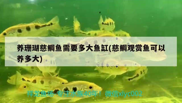 養(yǎng)珊瑚慈鯛魚需要多大魚缸(慈鯛觀賞魚可以養(yǎng)多大) 金龍福龍魚