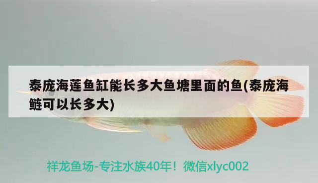 泰龐海蓮魚缸能長多大魚塘里面的魚(泰龐海鰱可以長多大) 泰龐海蓮魚