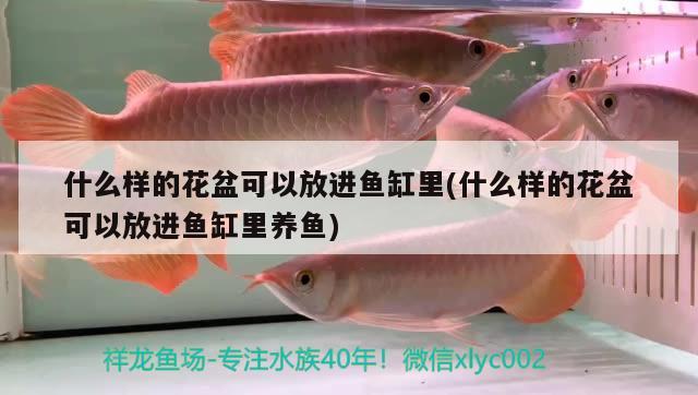 什么樣的花盆可以放進(jìn)魚(yú)缸里(什么樣的花盆可以放進(jìn)魚(yú)缸里養(yǎng)魚(yú)) 泰國(guó)虎魚(yú)