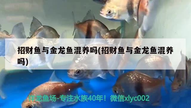 招財(cái)魚與金龍魚混養(yǎng)嗎(招財(cái)魚與金龍魚混養(yǎng)嗎) 紅頭利魚