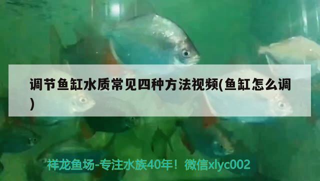 調(diào)節(jié)魚缸水質(zhì)常見四種方法視頻(魚缸怎么調(diào))