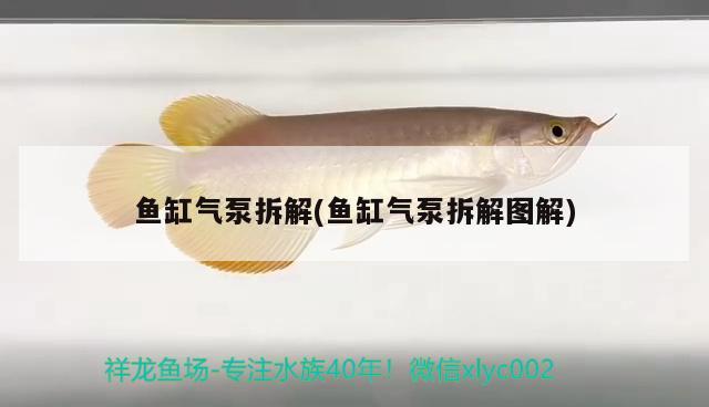 魚缸氣泵拆解(魚缸氣泵拆解圖解) 野生地圖魚