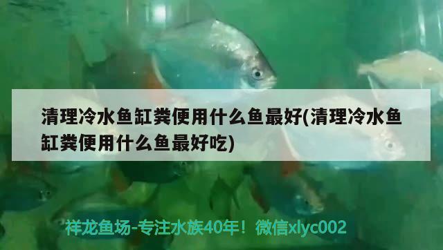 清理冷水魚缸糞便用什么魚最好(清理冷水魚缸糞便用什么魚最好吃)