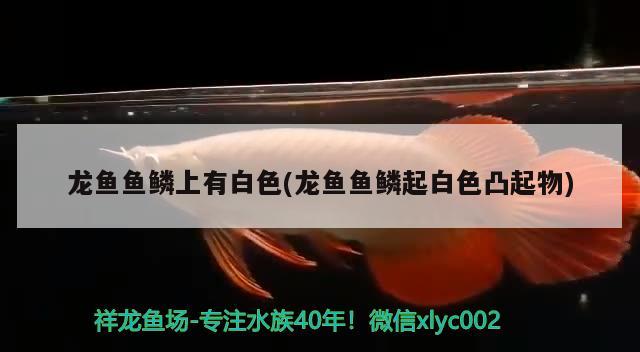 龍魚魚鱗上有白色(龍魚魚鱗起白色凸起物) 2025第29屆中國國際寵物水族展覽會CIPS（長城寵物展2025 CIPS）