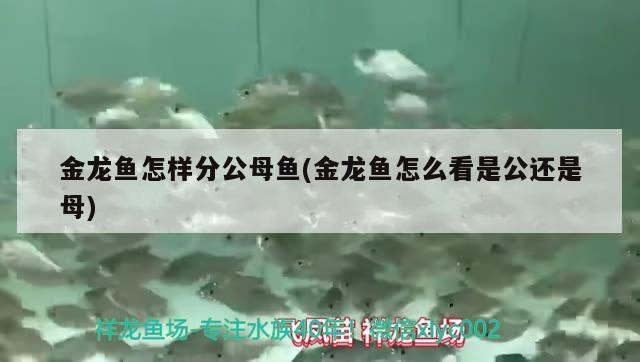 金龍魚怎樣分公母魚(金龍魚怎么看是公還是母) 豹紋夫魚苗