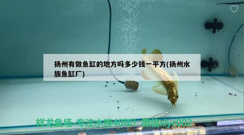 揚州有做魚缸的地方嗎多少錢一平方(揚州水族魚缸廠) 大嘴鯨魚