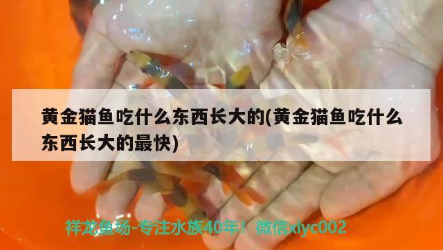 黃金貓魚吃什么東西長大的(黃金貓魚吃什么東西長大的最快) 黃金貓魚百科