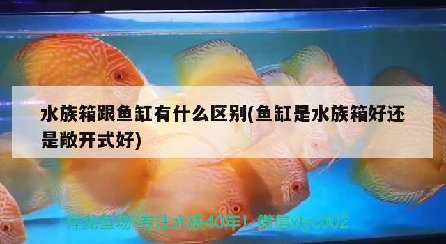 水族箱跟魚(yú)缸有什么區(qū)別(魚(yú)缸是水族箱好還是敞開(kāi)式好) 魚(yú)缸/水族箱