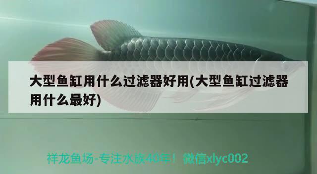 大型魚缸用什么過濾器好用(大型魚缸過濾器用什么最好) 馬拉莫寶石魚苗