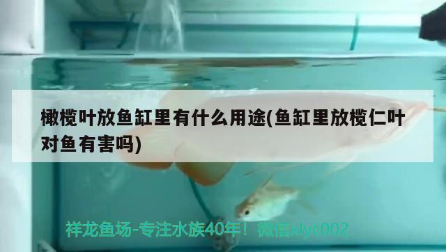 橄欖葉放魚缸里有什么用途(魚缸里放欖仁葉對魚有害嗎) 蘇虎苗（蘇門答臘虎魚苗）