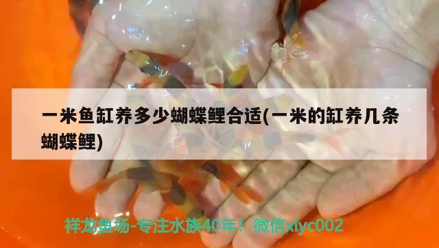 一米魚缸養(yǎng)多少蝴蝶鯉合適(一米的缸養(yǎng)幾條蝴蝶鯉)