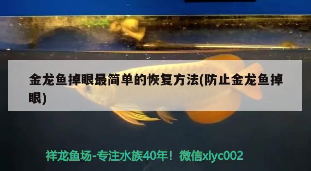 金龍魚掉眼最簡單的恢復(fù)方法(防止金龍魚掉眼)