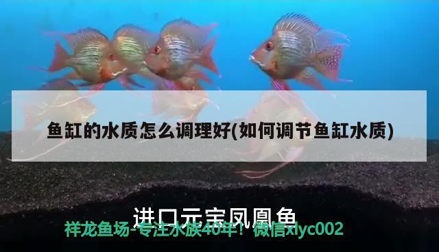 魚缸的水質(zhì)怎么調(diào)理好(如何調(diào)節(jié)魚缸水質(zhì))