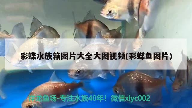 彩蝶水族箱圖片大全大圖視頻(彩蝶魚(yú)圖片) 魚(yú)缸/水族箱