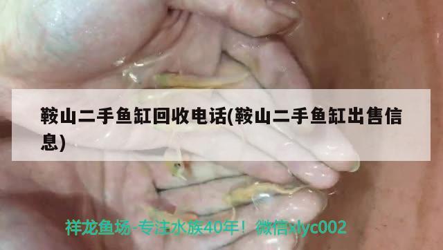 鞍山二手魚缸回收電話(鞍山二手魚缸出售信息) 錦鯉魚