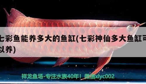 七彩魚能養(yǎng)多大的魚缸(七彩神仙多大魚缸可以養(yǎng)) 七彩神仙魚