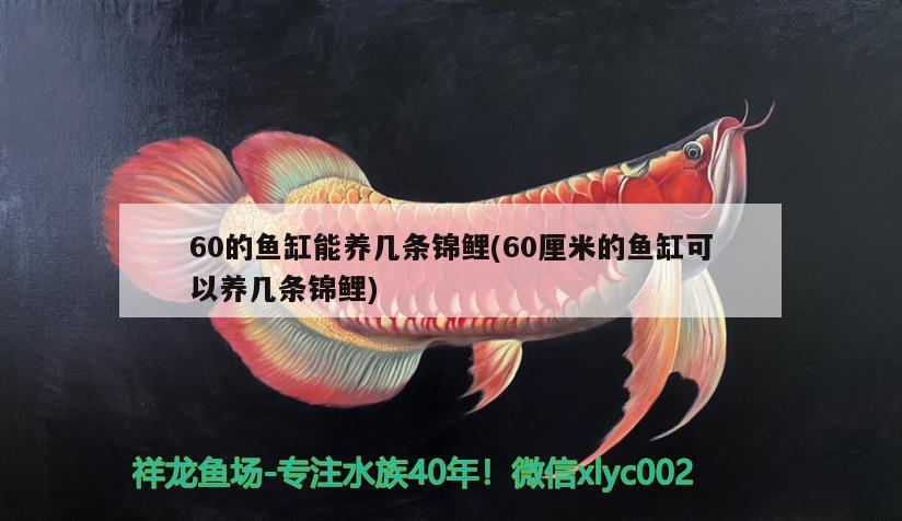 60的魚(yú)缸能養(yǎng)幾條錦鯉(60厘米的魚(yú)缸可以養(yǎng)幾條錦鯉) 薩伊藍(lán)魚(yú)