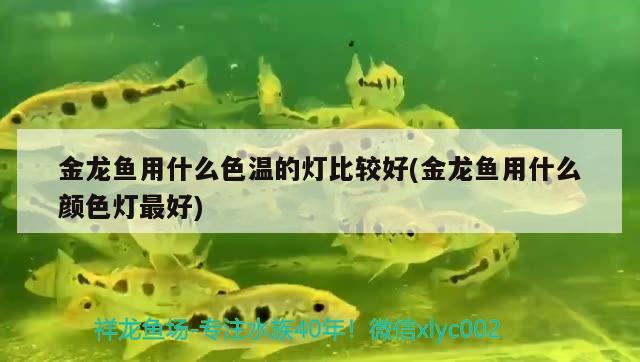 金龍魚用什么色溫的燈比較好(金龍魚用什么顏色燈最好)