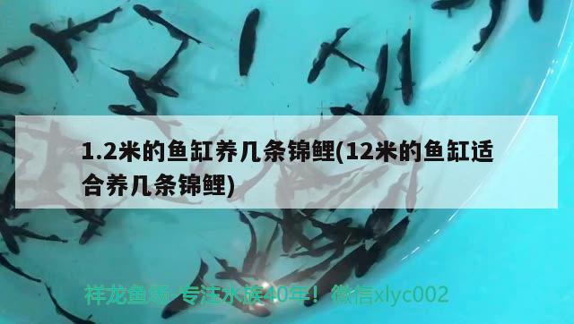 1.2米的魚缸養(yǎng)幾條錦鯉(12米的魚缸適合養(yǎng)幾條錦鯉)