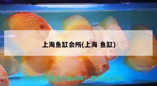 上海魚缸會(huì)所(上海魚缸) 泰龐海鰱魚