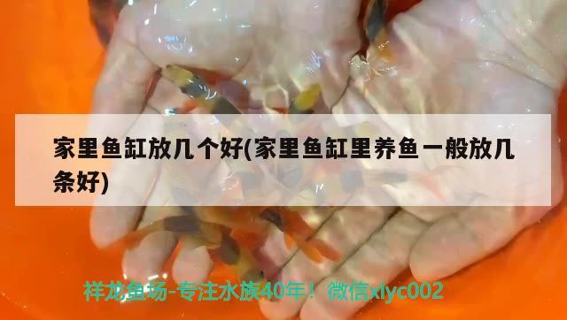 家里魚缸放幾個(gè)好(家里魚缸里養(yǎng)魚一般放幾條好)