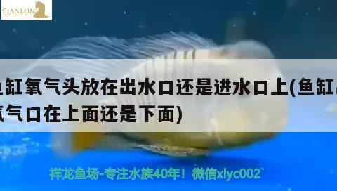 魚缸氧氣頭放在出水口還是進(jìn)水口上(魚缸出氧氣口在上面還是下面)