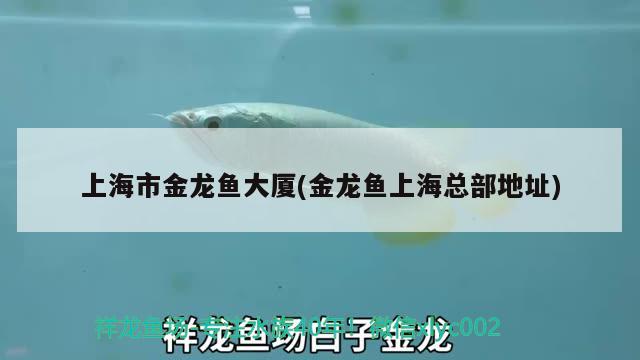 上海市金龍魚大廈(金龍魚上?？偛康刂? 馬拉莫寶石魚